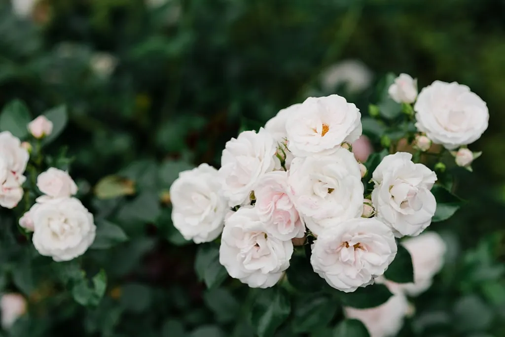 Hochzeitsfotograf Hueckeswagen 58 hochzeitsfotograf_hueckeswagen_58